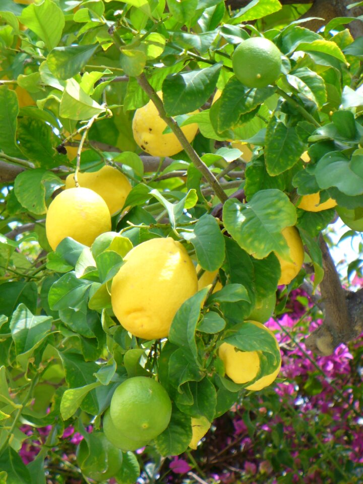 Fruits plant nature