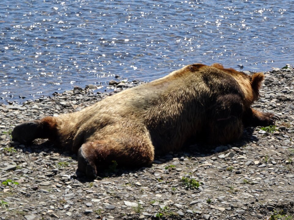Coastal brown bear alaska bear