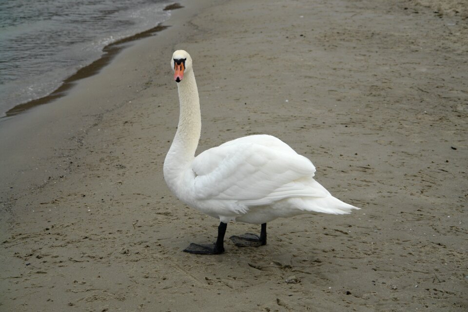 Bird sand the coast photo