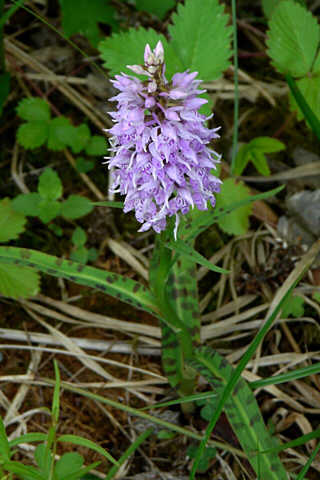 Heath spotted orchid orchid protected plant