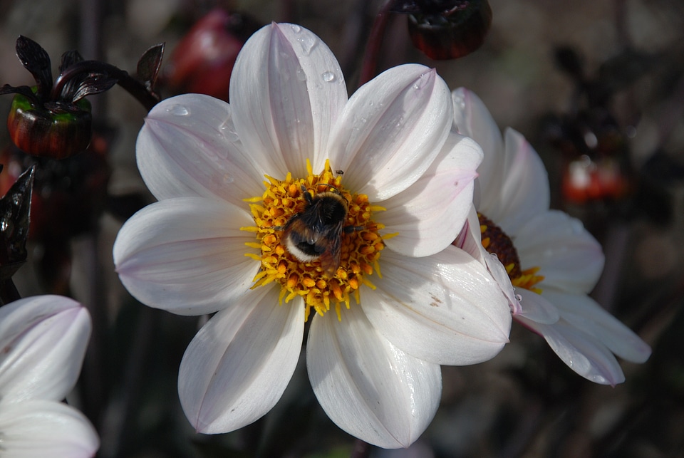 Anemones leaf nature