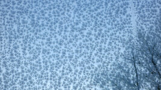 Ice bald trees window