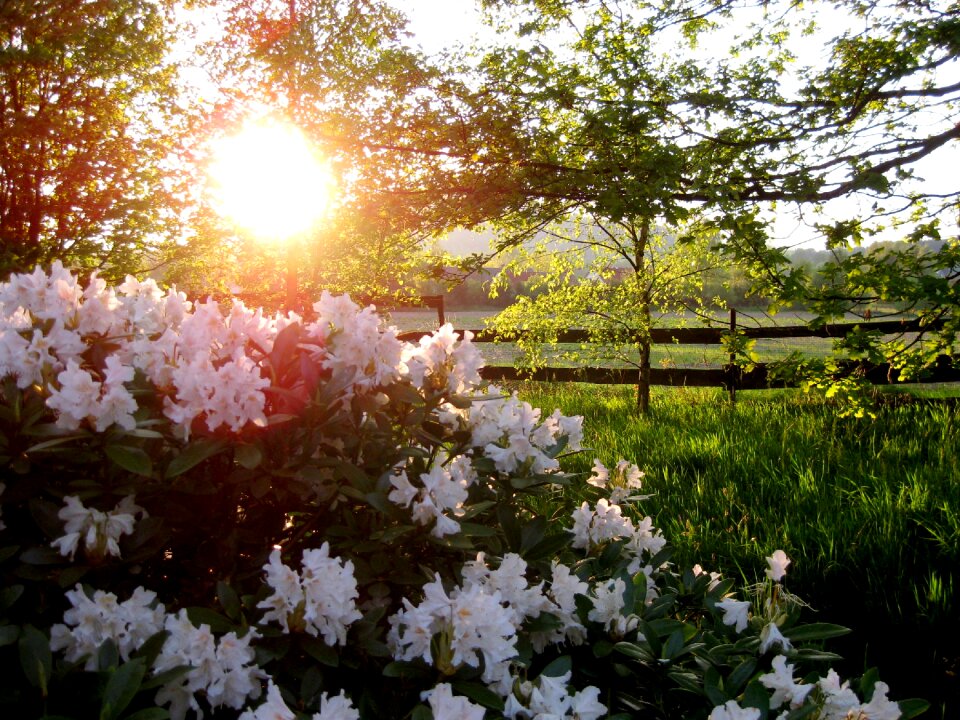 Nature sun flower garden
