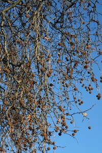 Air balls nature