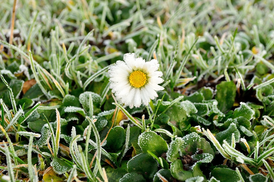 Winter macro background