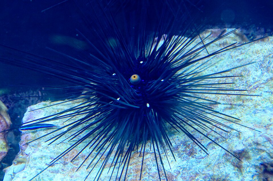 Sea animal aquarium spur