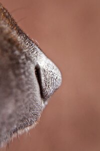 Animal cute close up