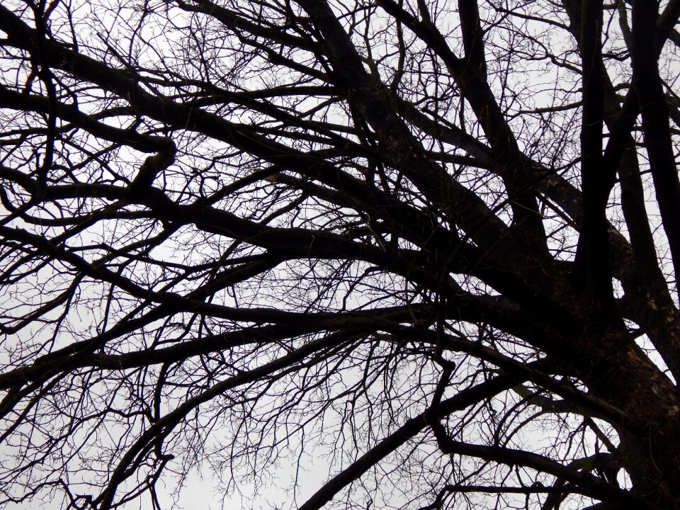 Branches winter walk