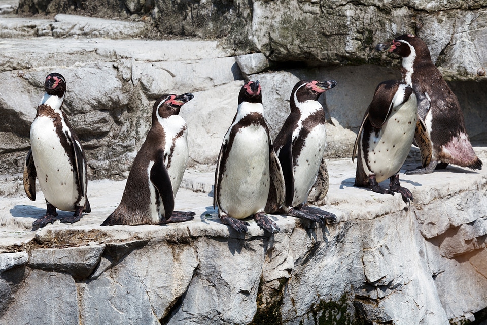 Birds group standing