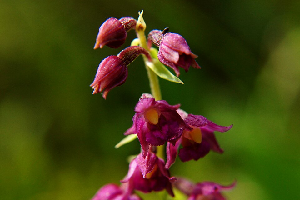 Epipactis atrorubens orchid protected plant
