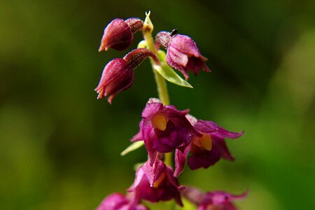 Epipactis atrorubens orchid protected plant
