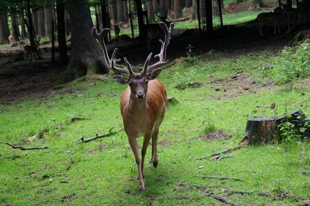 Antler forest confrontation
