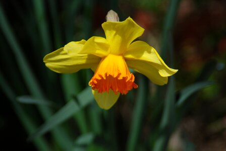 Daffodil one flower yellow photo