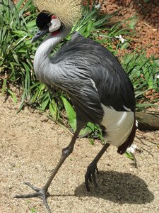 Zoo animal plumage
