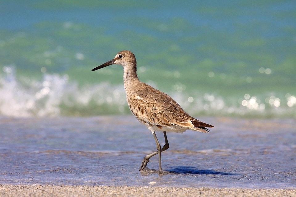 Beach ocean florida