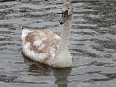 Water river feeding photo