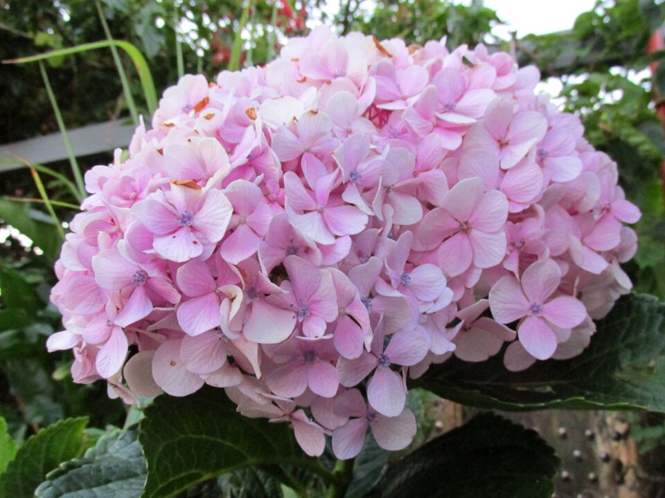 Hornamental plant lilaz spring