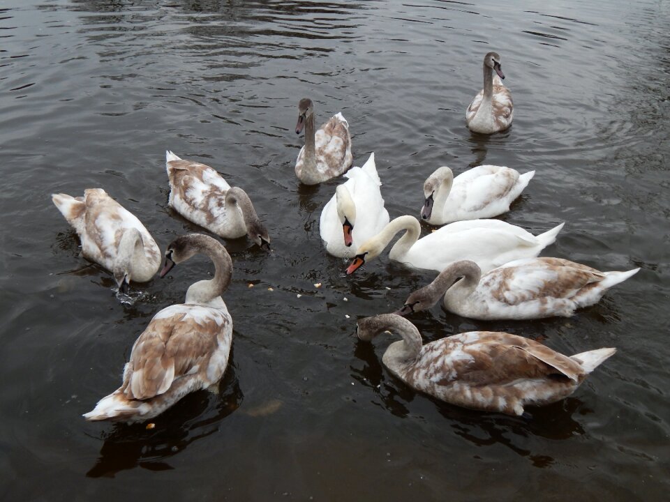 Water swans feeding