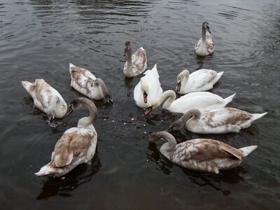 Water swans feeding photo