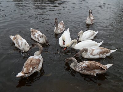Water swans feeding