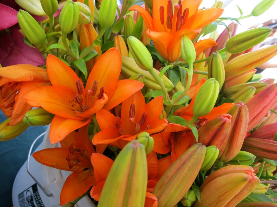 Flowers blooming