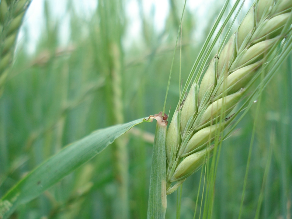 Bread nature nutrition