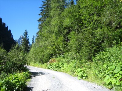 Away nature trees