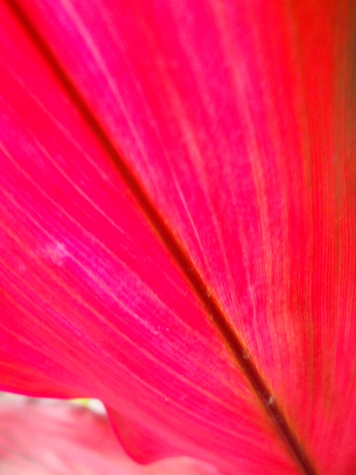Pink veins nature
