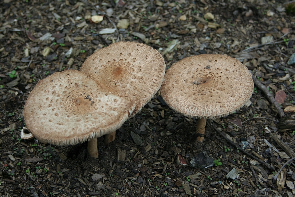 Toadstool fungus fresh