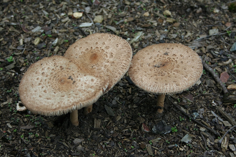 Toadstool fungus fresh photo