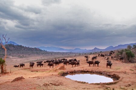 Africa safari water buffalo photo