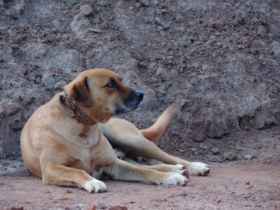 Dog retro sand