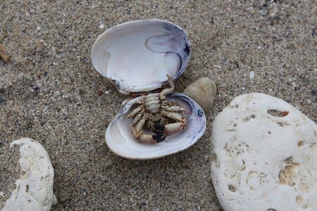 Crab sand stone photo
