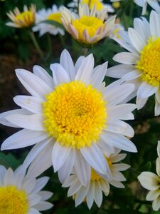 Chrysanthemum flower the wild