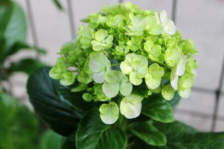 Plant blossom