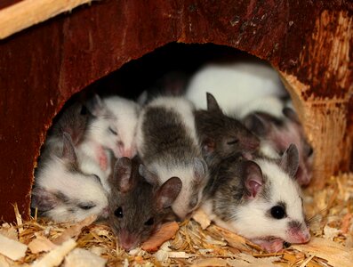 Rodents close up young