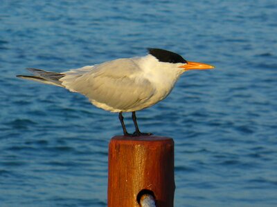 Seagull pole water