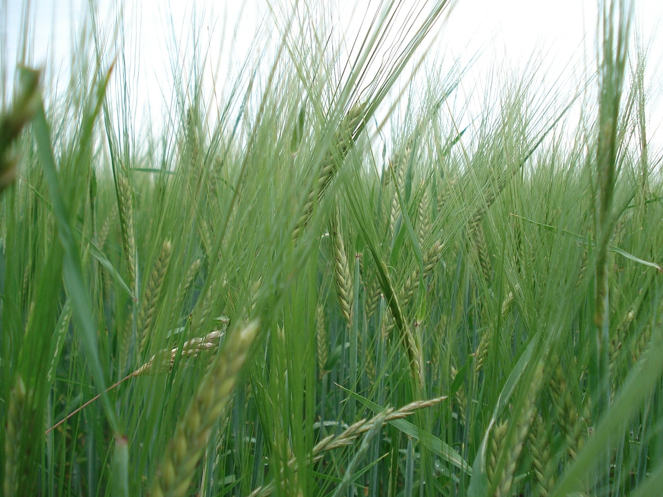 Bread nature nutrition
