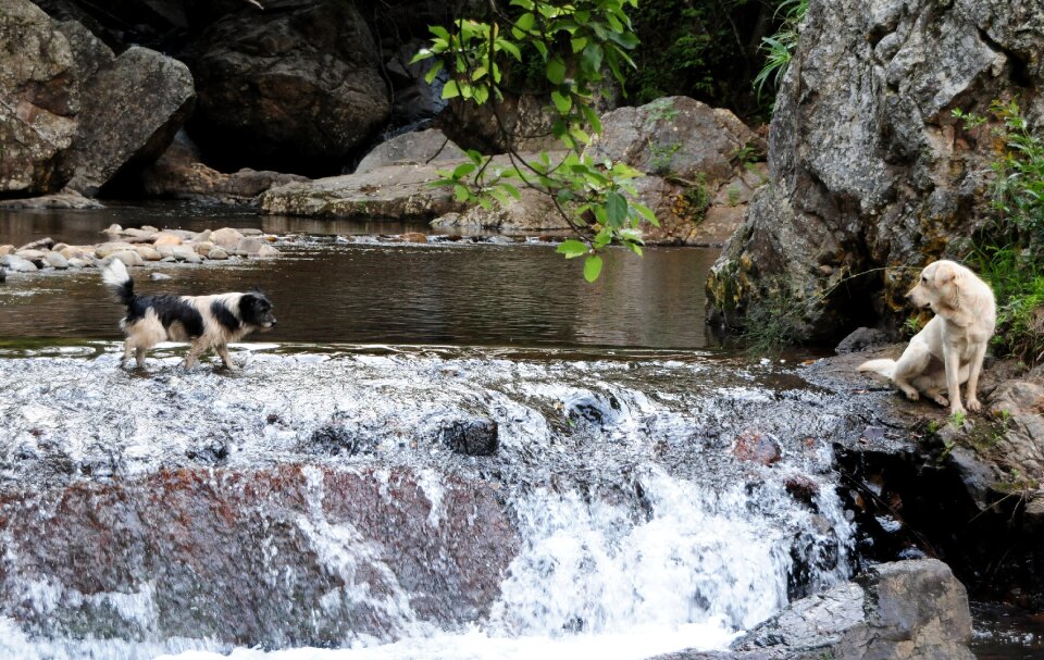 Dog water nature