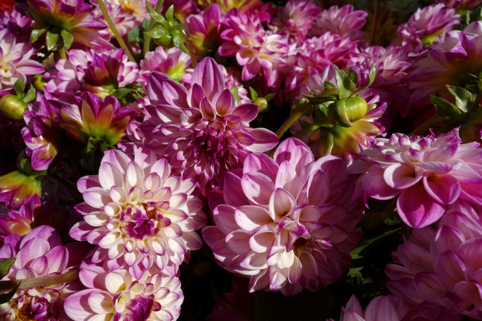 Floral petal color