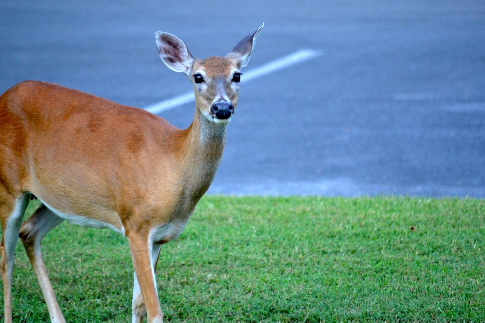 Wild animal