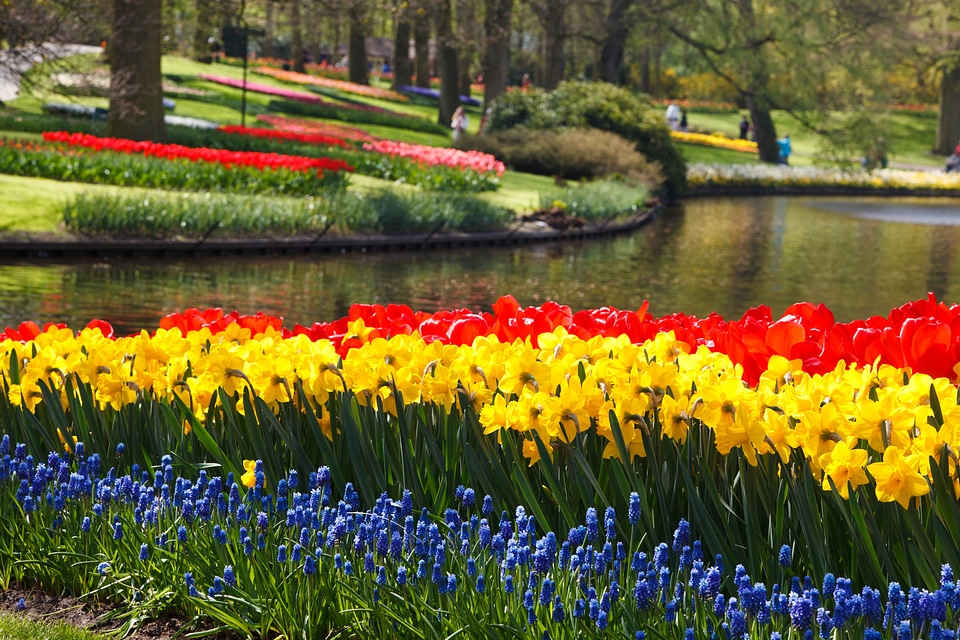Daffodil colorful background