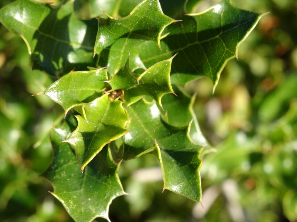 Plants nature foliage