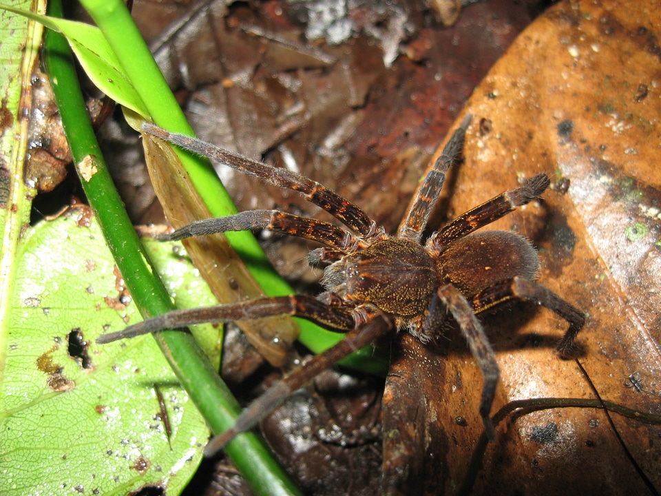 Insect creepy wildlife