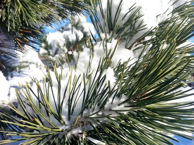 Fir tree snow photo