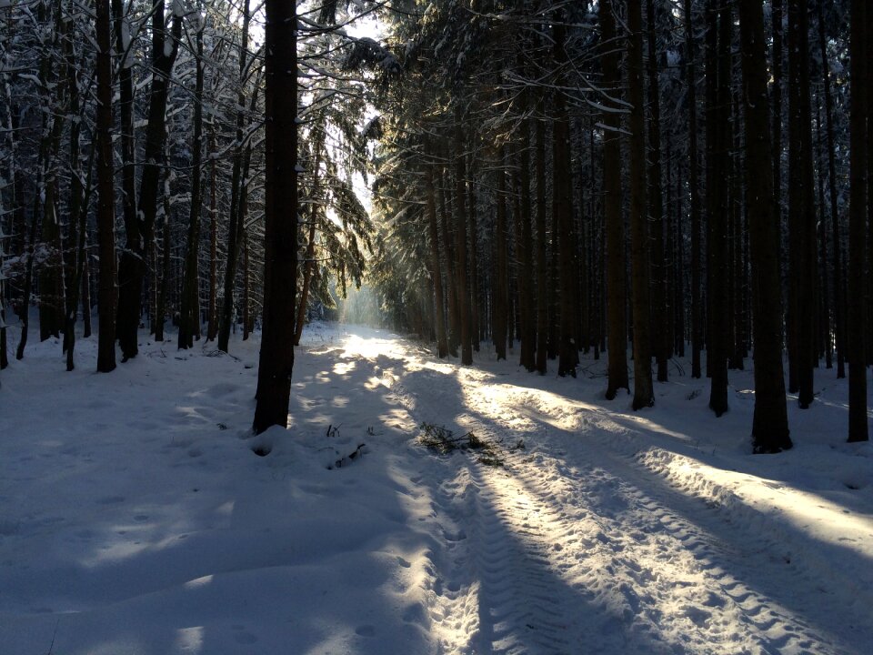 Winter forest snow