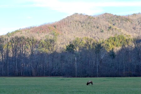Grass wild park