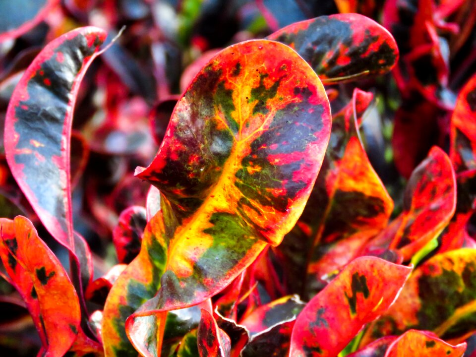 Red yellow green