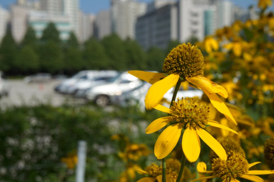 Autumn yellow flower affix