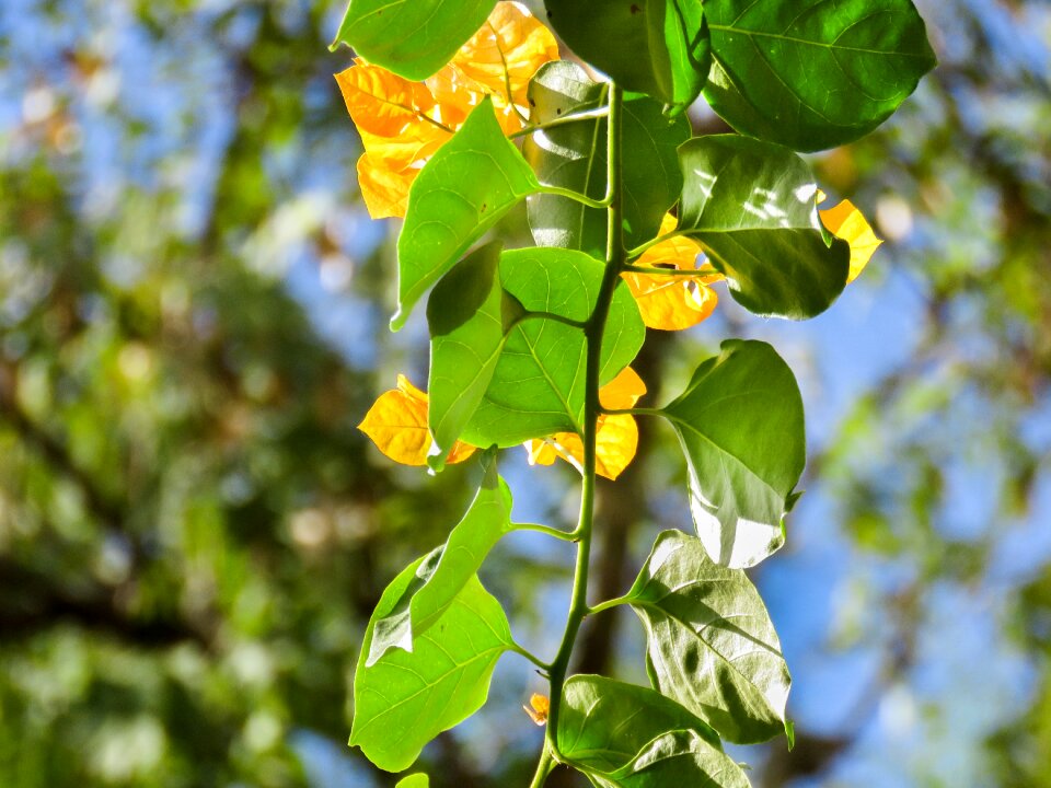 Leaves green yellow